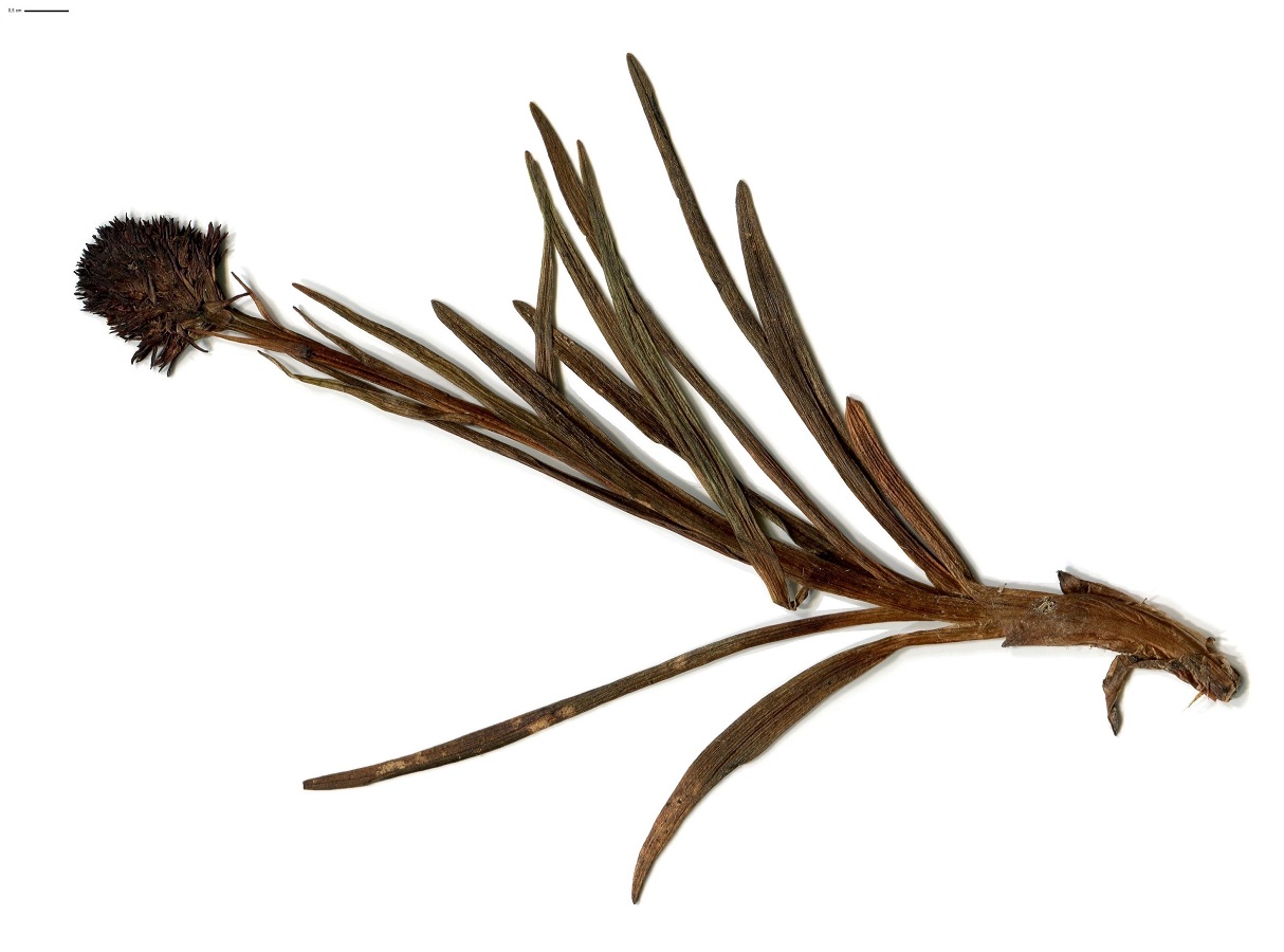 Gymnadenia nigra subsp. gabasiana (Orchidaceae)